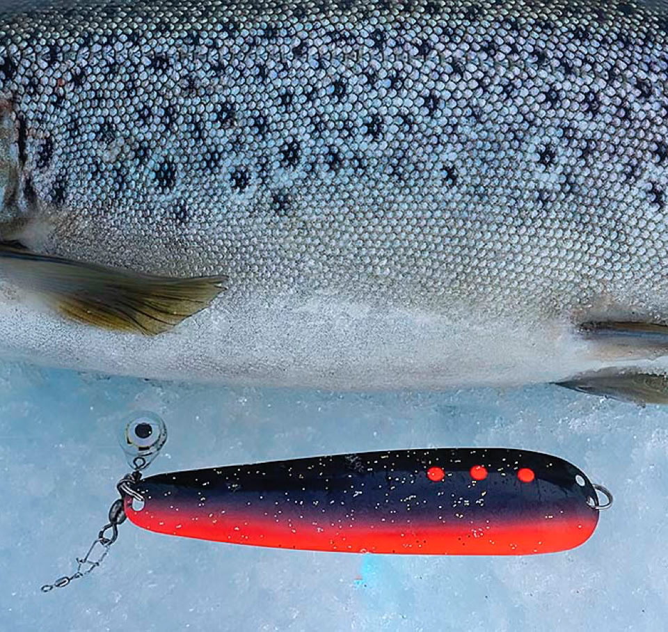 Tiura Magnum on paras rautupilkki. Se toimii hyvin myös taimenia pilkittäessä. Perhomestarin väri on Tiuran uutuusväri kevällä 2026.